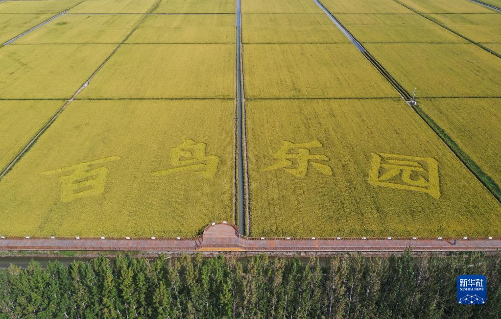 雄安新区：白洋淀畔稻花香
