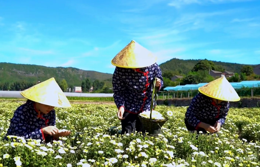 安陽林州：“菊花之鄉”唱響豐收歌