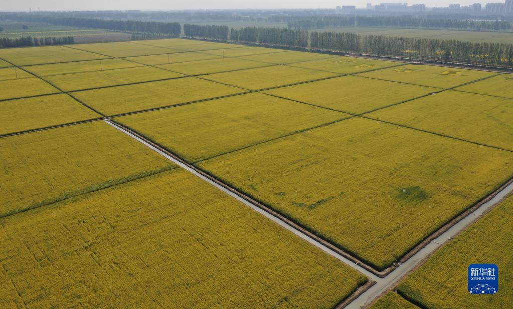 雄安新区：白洋淀畔稻花香