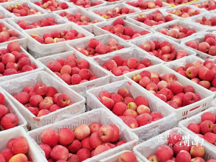 陜西白水：電商鋪路 科技賦能 蘋果迎來豐收季