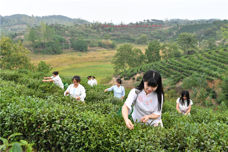 信陽市商城縣：瓜果飄香 處處“豐”景_fororder_003