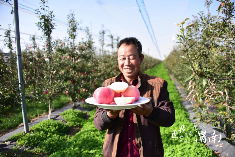 陕西白水：电商铺路 科技赋能 苹果迎来丰收季