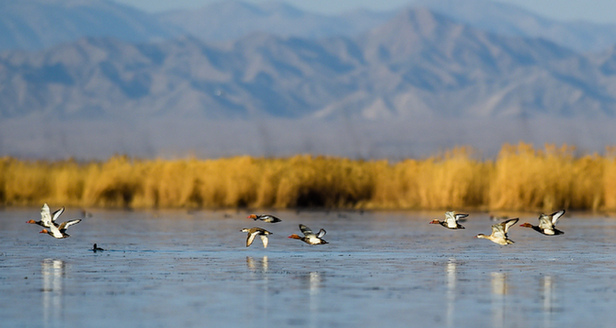 内蒙古乌梁素海：从保护一个湖到保护一个生态系统_fororder_1310670492_16662189335501n