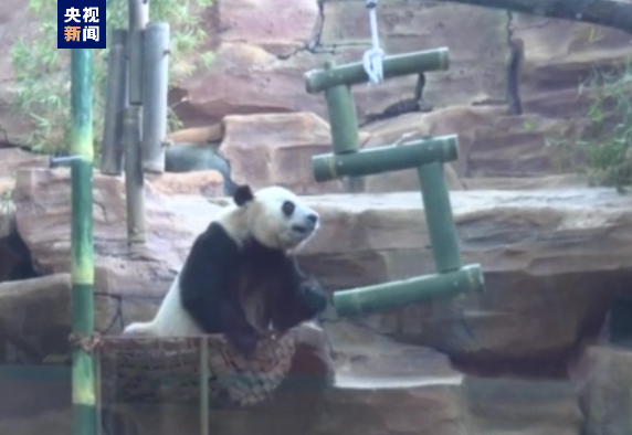 中国大熊猫旅居印尼5周年 印尼举行纪念活动