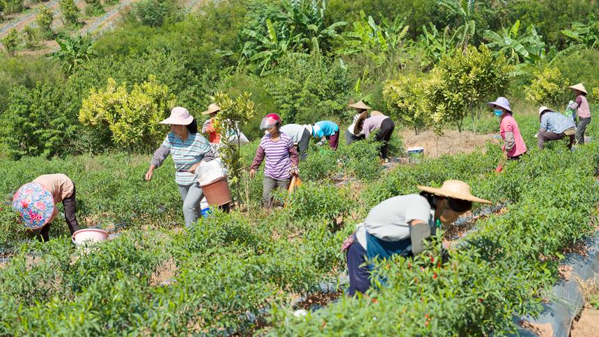 广西桂平：金秋十月 正是辣椒“当红”时