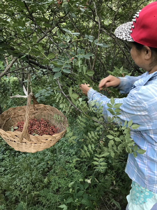 गरिबी निवारणको उपाय–होमस्टे -अजय अलौकिक