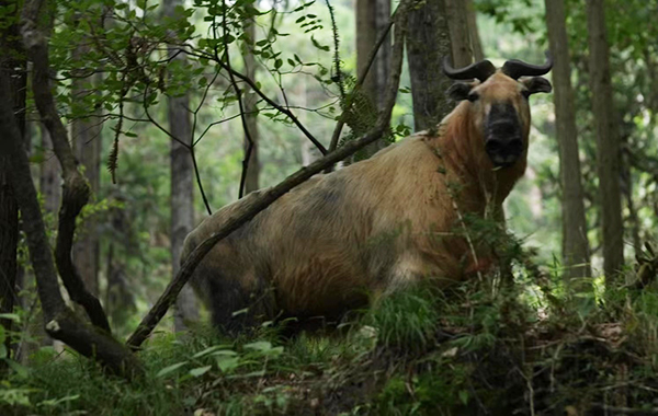 Tangjiahe Area of Giant Panda National Park : National First-Class Protected Animal Takins Frequently Appeared_fororder_图片 3