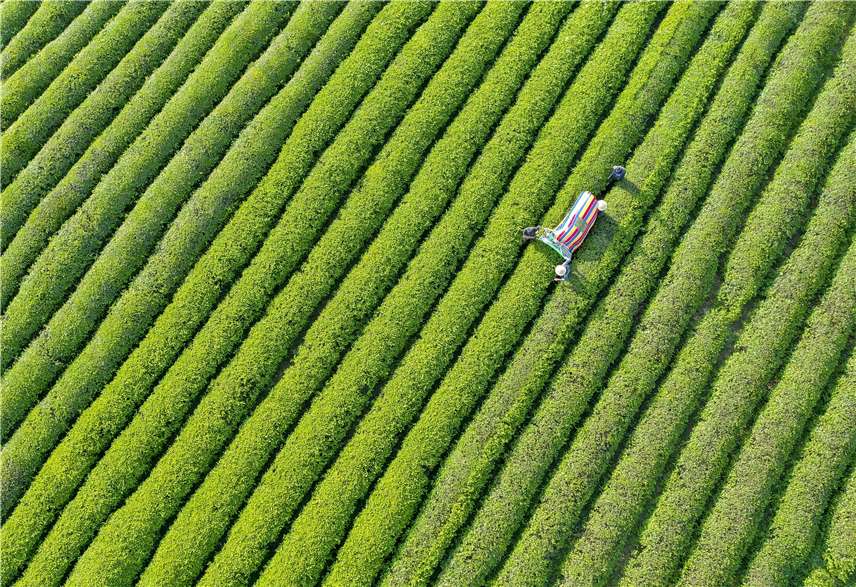 【沿着长江游湖北】好山好水出好茶_fororder_《万亩茶园》刘克强 (2)