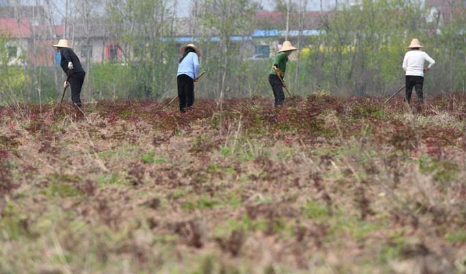 हु पै प्रान्तका किसानहरू खेतीपातीमा व्यस्त
