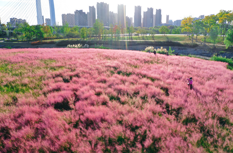 南京六合：粉黛“花海”迎客來