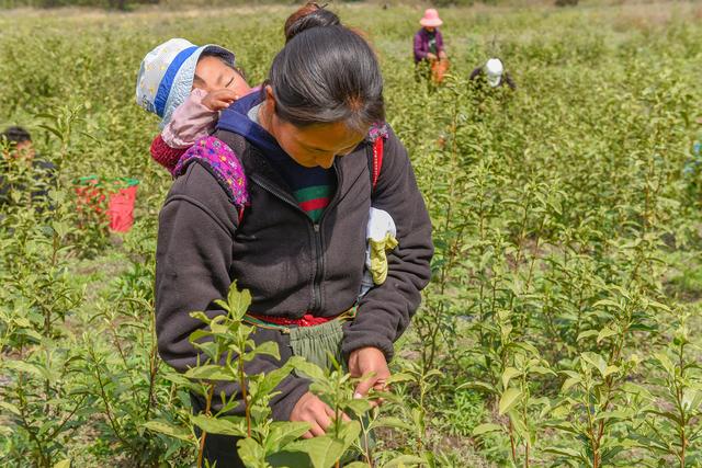 चीनको तिब्बत स्वायत्त प्रदेशमा चियाको पात टिप्दै किसानहरू