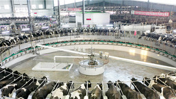 【乡村振兴】武威伊利与政府双向奔赴加快打造百亿奶产业集群