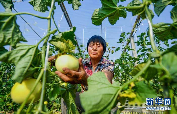 स्याउ मान सौर्य अवधिमा फलफूल टिप्दै किसान