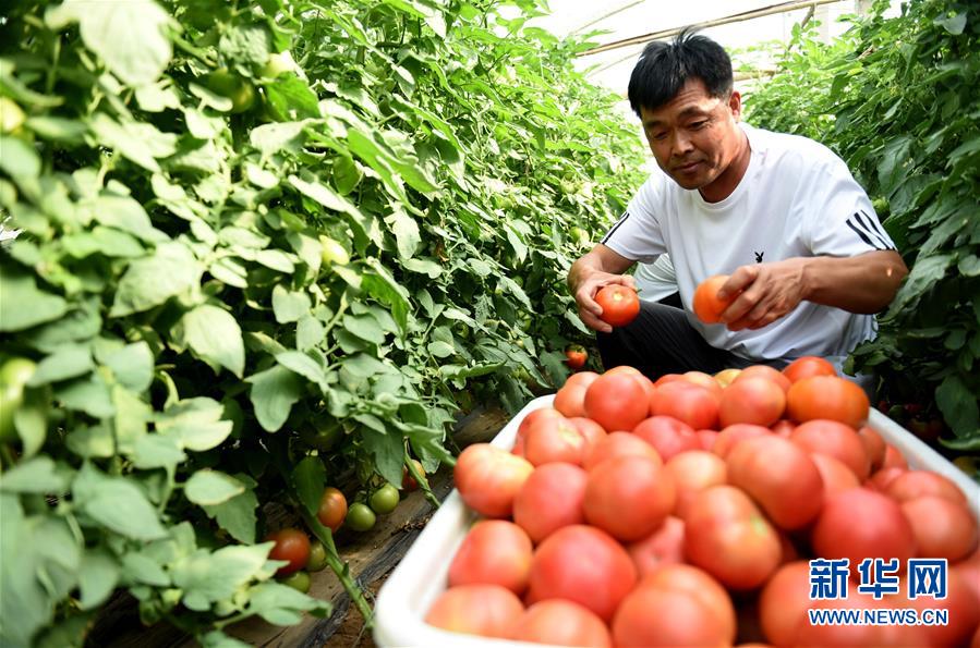 गोलभेँडा टिप्दै किसान