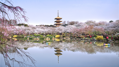[Traveling along Yangtze River in Hubei] East Lake Makes Wuhan 'Flowery' in Four Seasons