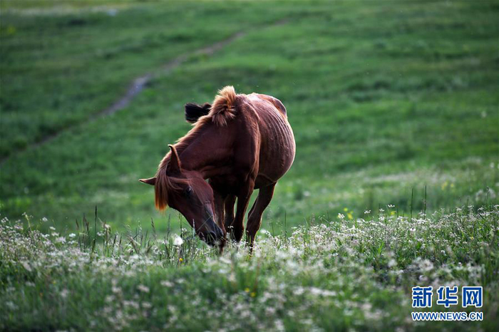 ग्रीष्म ऋतुमा सिन च्याङको खा ना स पर्यटन क्षेत्र