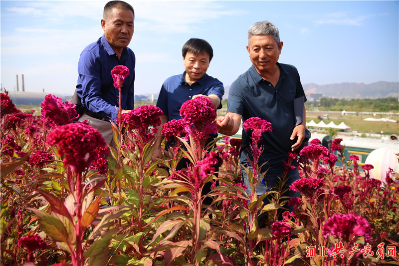 河北遷安：雞冠花映紅鄉村振興路