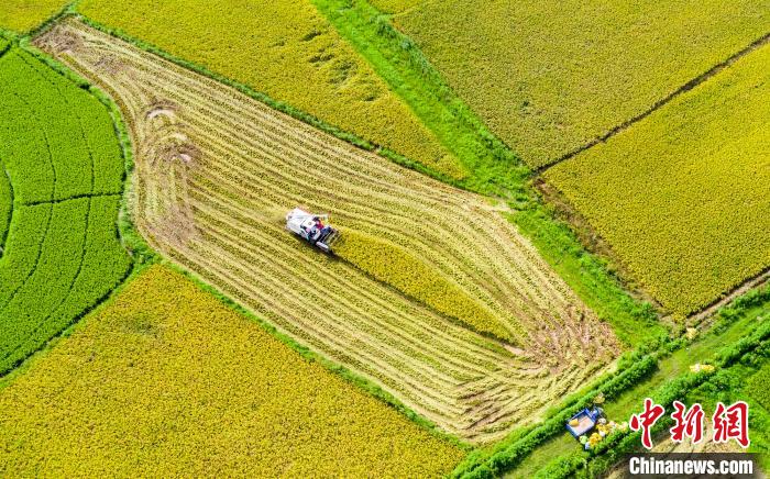 वर्षासँगै रोपाइँमा व्यस्त किसानहरू