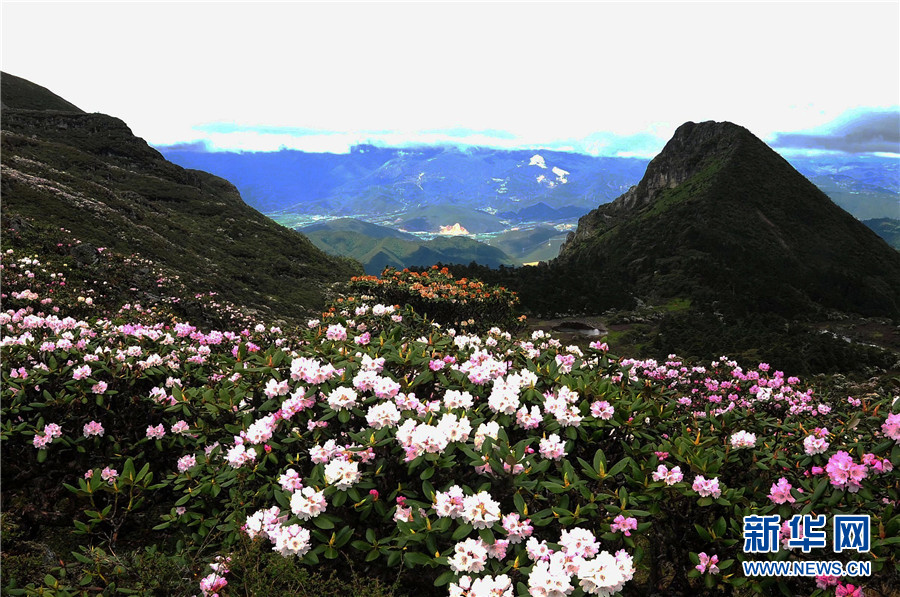 फूलको समुद्र