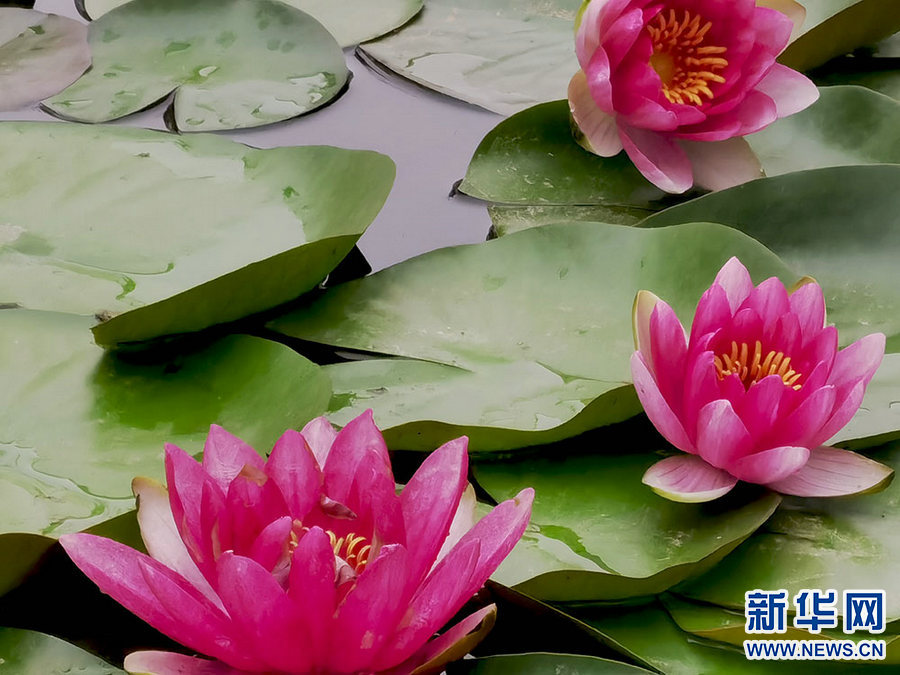 ग्रीष्म ऋतुमा सुन्दर कमल