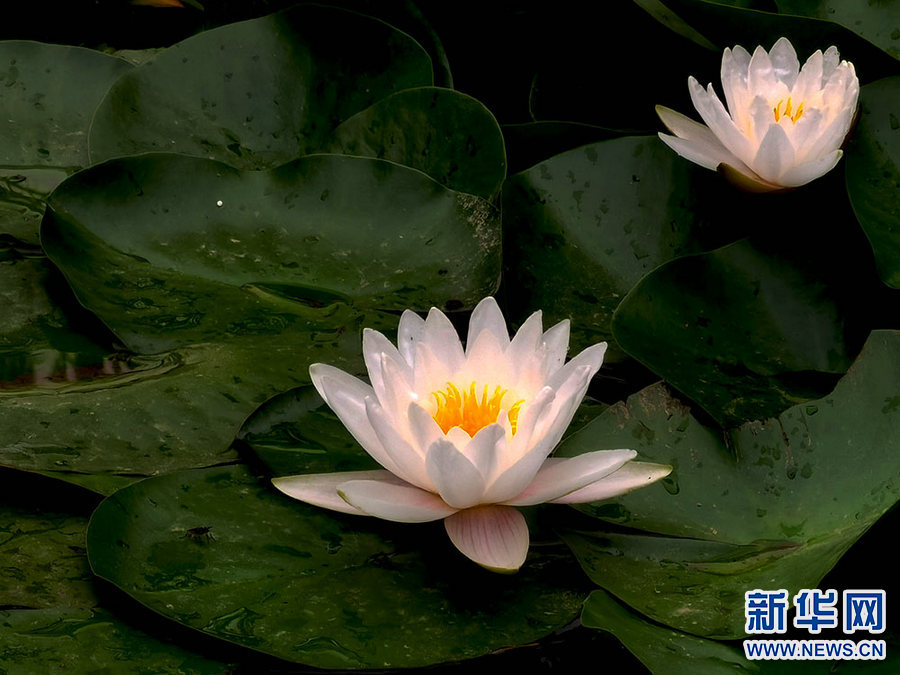 ग्रीष्म ऋतुमा सुन्दर कमल