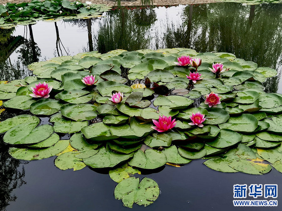 ग्रीष्म ऋतुमा सुन्दर कमल