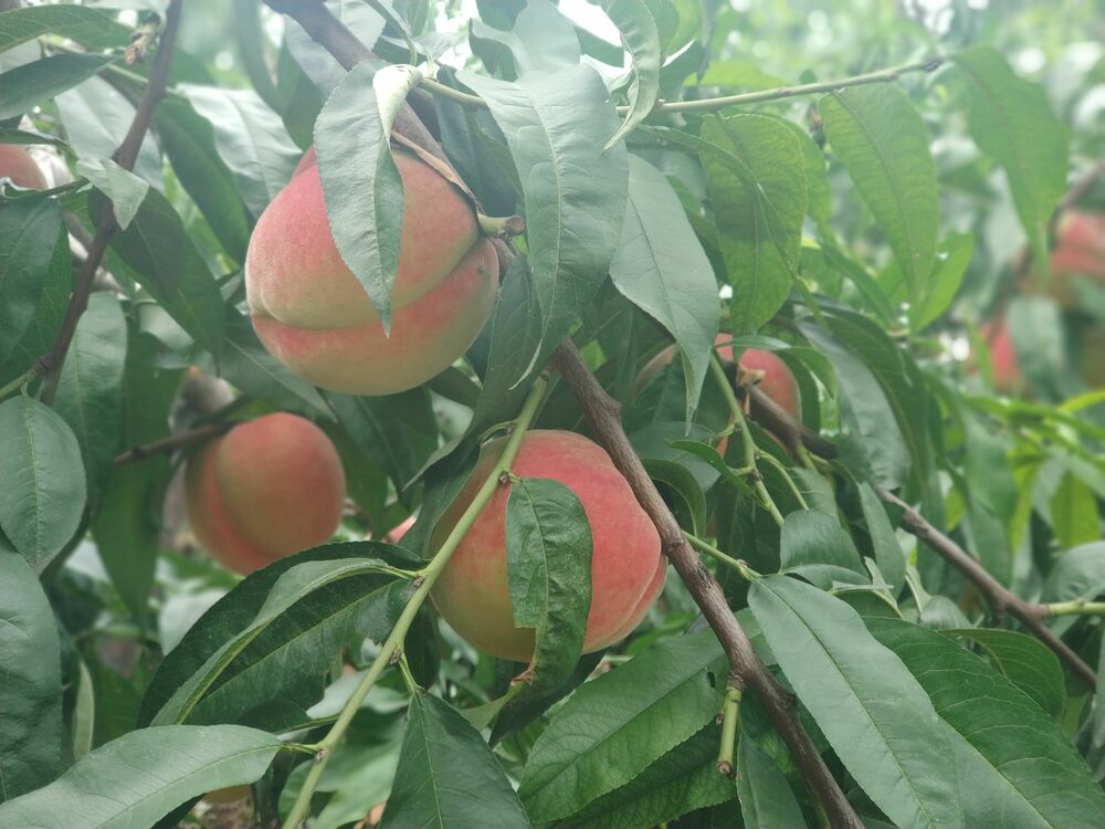 फिङ कु जिल्लामा ताजा आरू