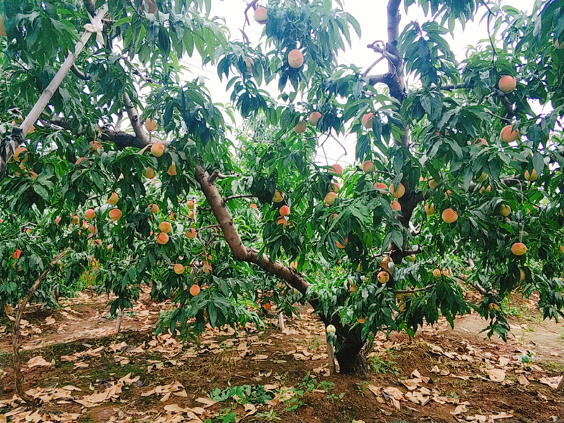 फिङ कु जिल्लामा ताजा आरू