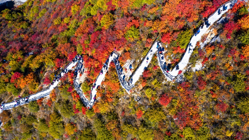 【中首圖】邯鄲涉縣：層林盡染秋韻濃 太行紅葉遍山崗