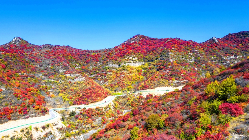 【中首圖】邯鄲涉縣：層林盡染秋韻濃 太行紅葉遍山崗