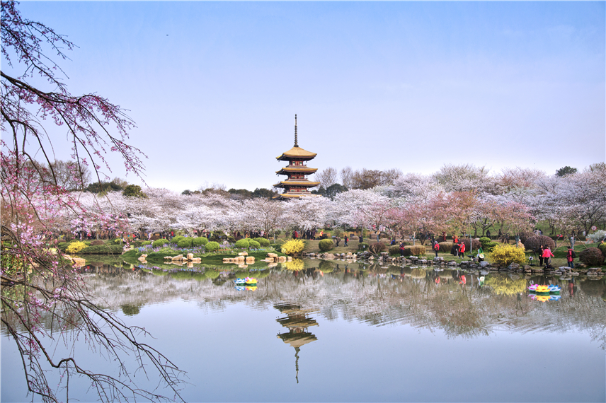 [Traveling along Yangtze River in Hubei] East Lake Makes Wuhan 'Flowery' in Four Seasons_fororder_图片2