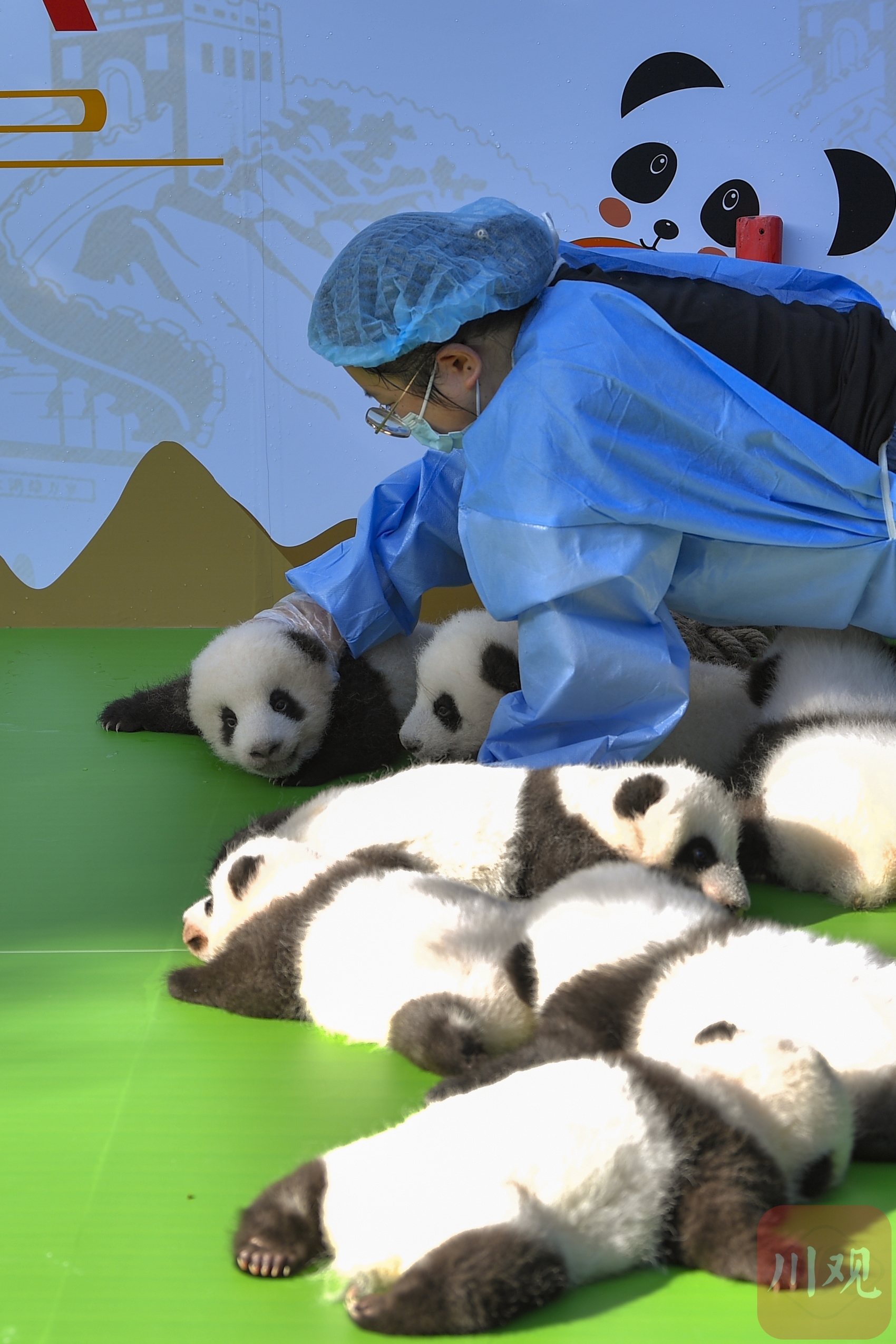 （转载）萌翻全场！“2022级“新生大熊猫宝宝集体亮相