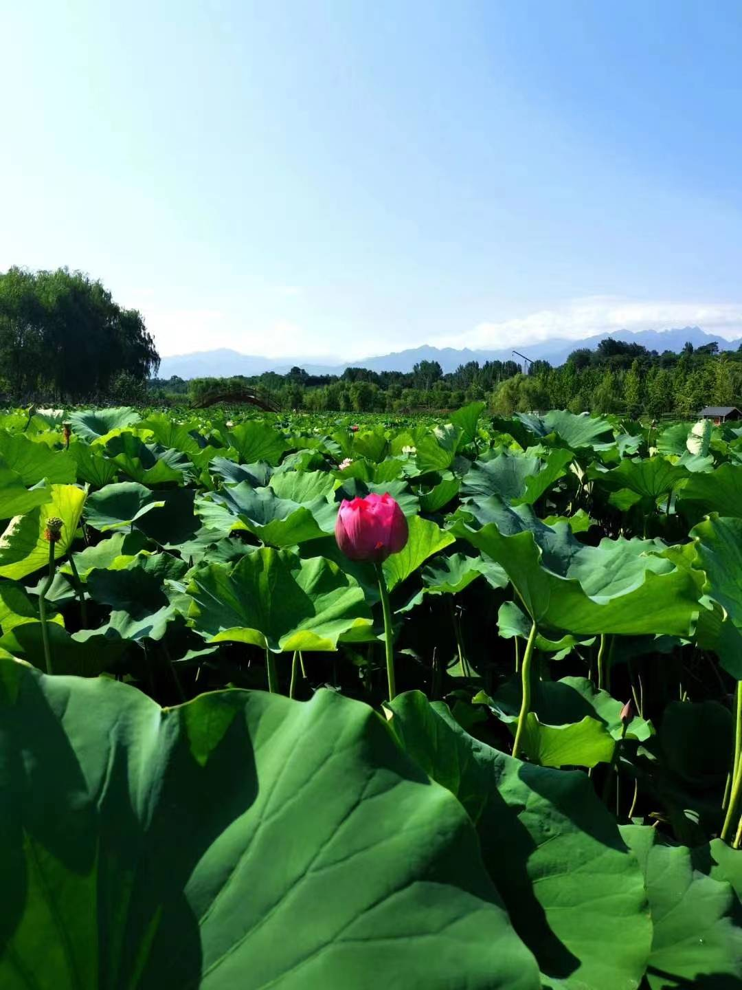 守护绿水青山 绘就眉县幸福底色_fororder_图片5