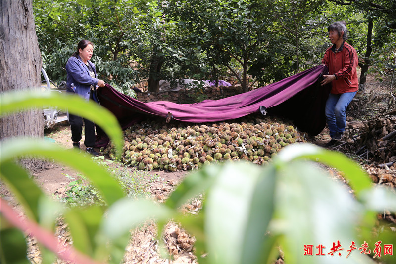 河北遷安：栗農笑開顏