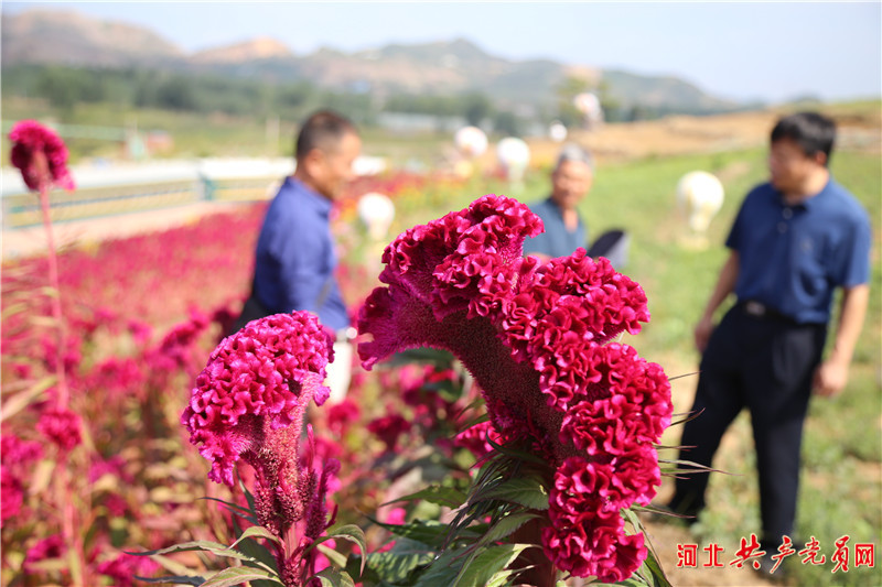 河北遷安：雞冠花映紅鄉村振興路