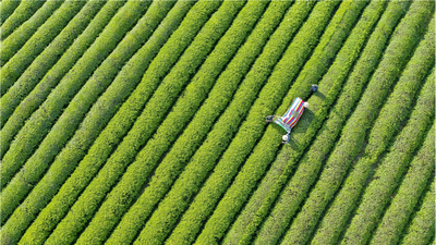 [Traveling along Yangtze River in Hubei]  Fresh Tea Comes from Green Hills and Clean Water