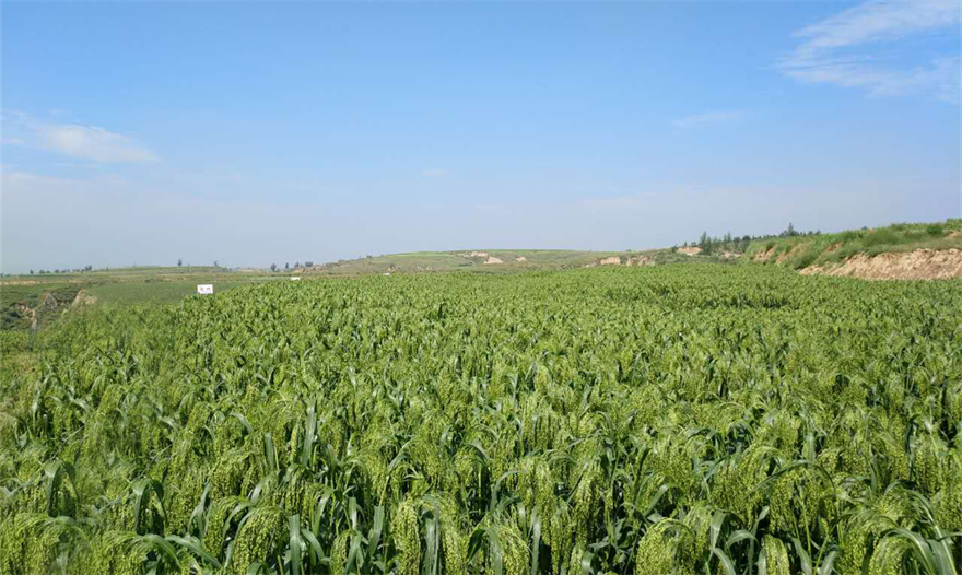 从”农家粮”变身为“品牌粮” 榆林市府谷县为糜子种植注入“新活水”_fororder_府谷糜子