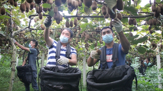 （供稿）贵州修文5.5万吨猕猴桃迎收获季_fororder_微信图片_20220929152713