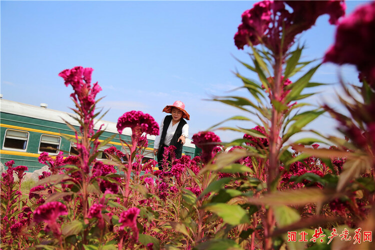河北遷安：雞冠花映紅鄉村振興路