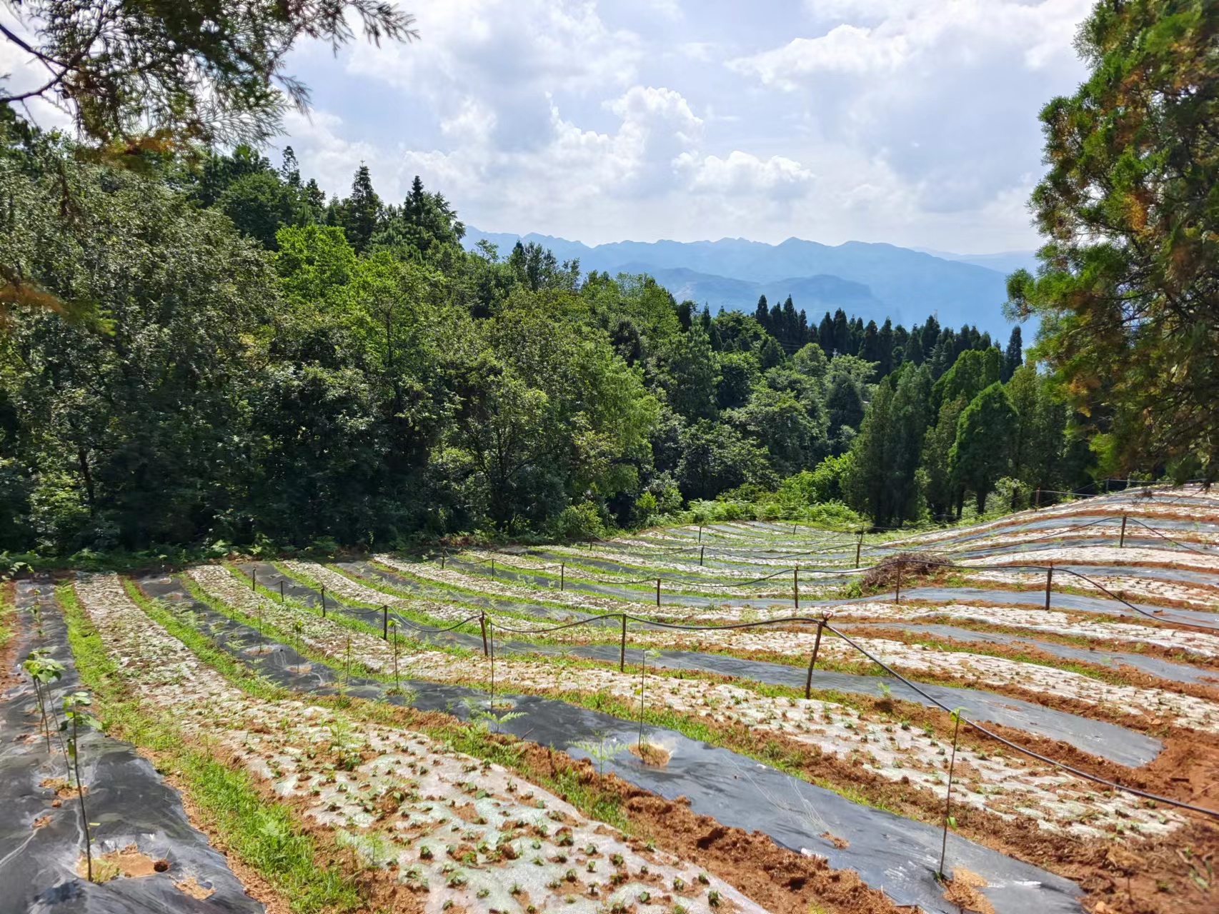 贵州水城：小小山桐子 托起致富梦