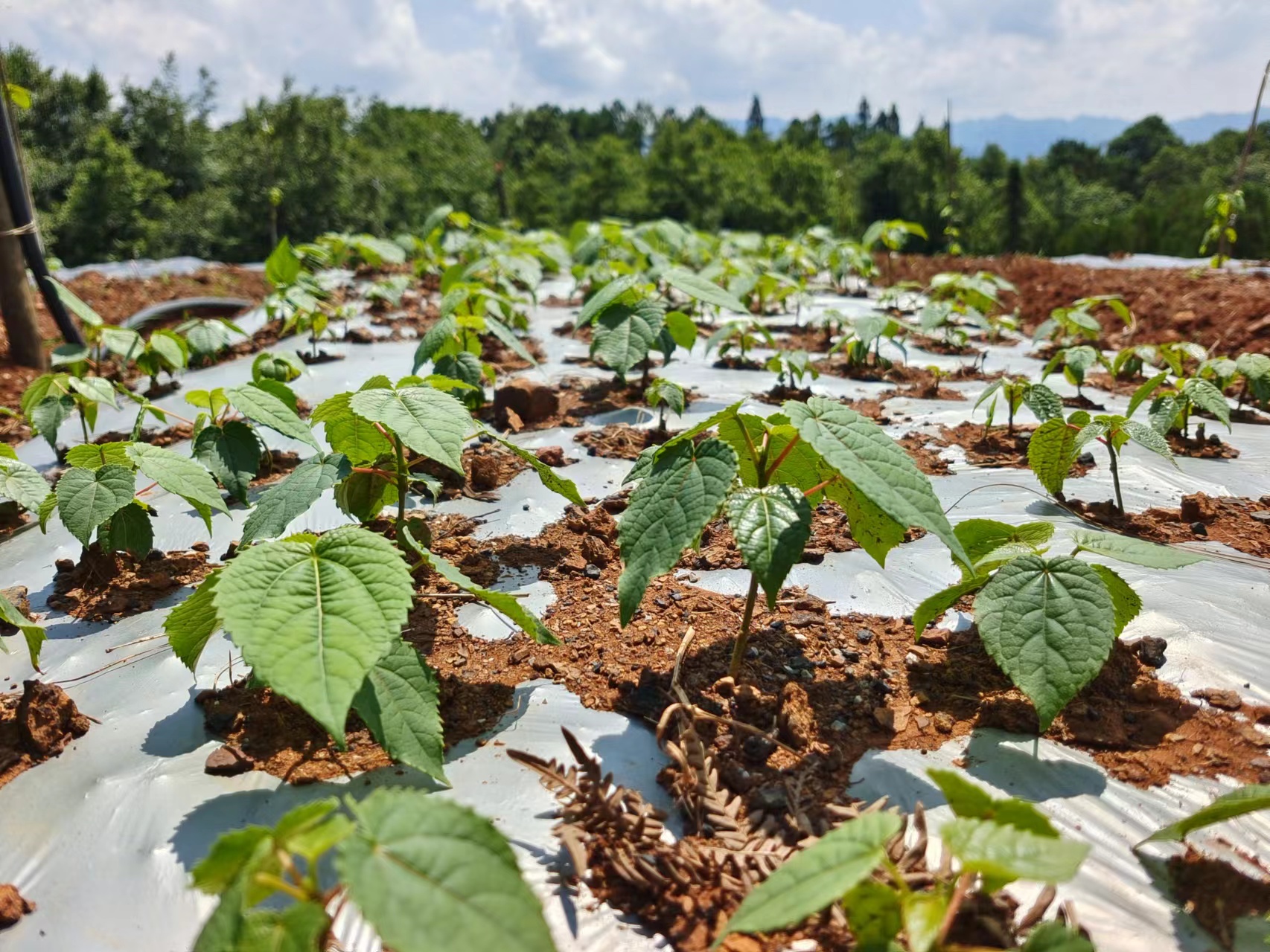 贵州水城：小小山桐子 托起致富梦