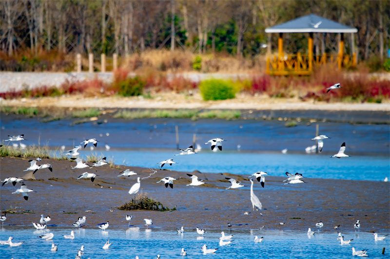 山东日照：碧水长流 鸥鹭集翔
