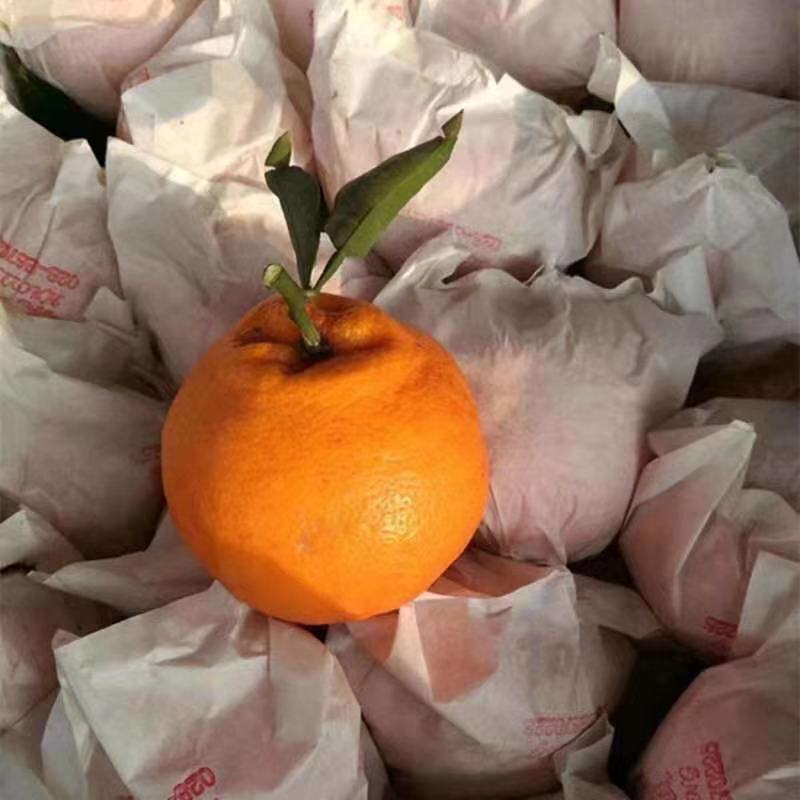 सुन्तलामा धेरै भिटामिन सी पाइन्छ