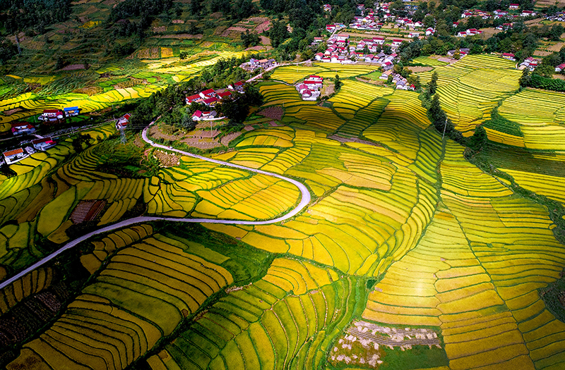 镜头下的大凉山｜凉山州成立70周年县市风采——越西县_fororder_金秋时节，越西县普雄镇阳坡村水稻丰收，田野里金黄一片。李小平摄
