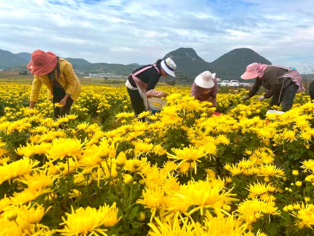 滇沪协作架起“金丝路” 曲靖罗平千亩金菊飘香