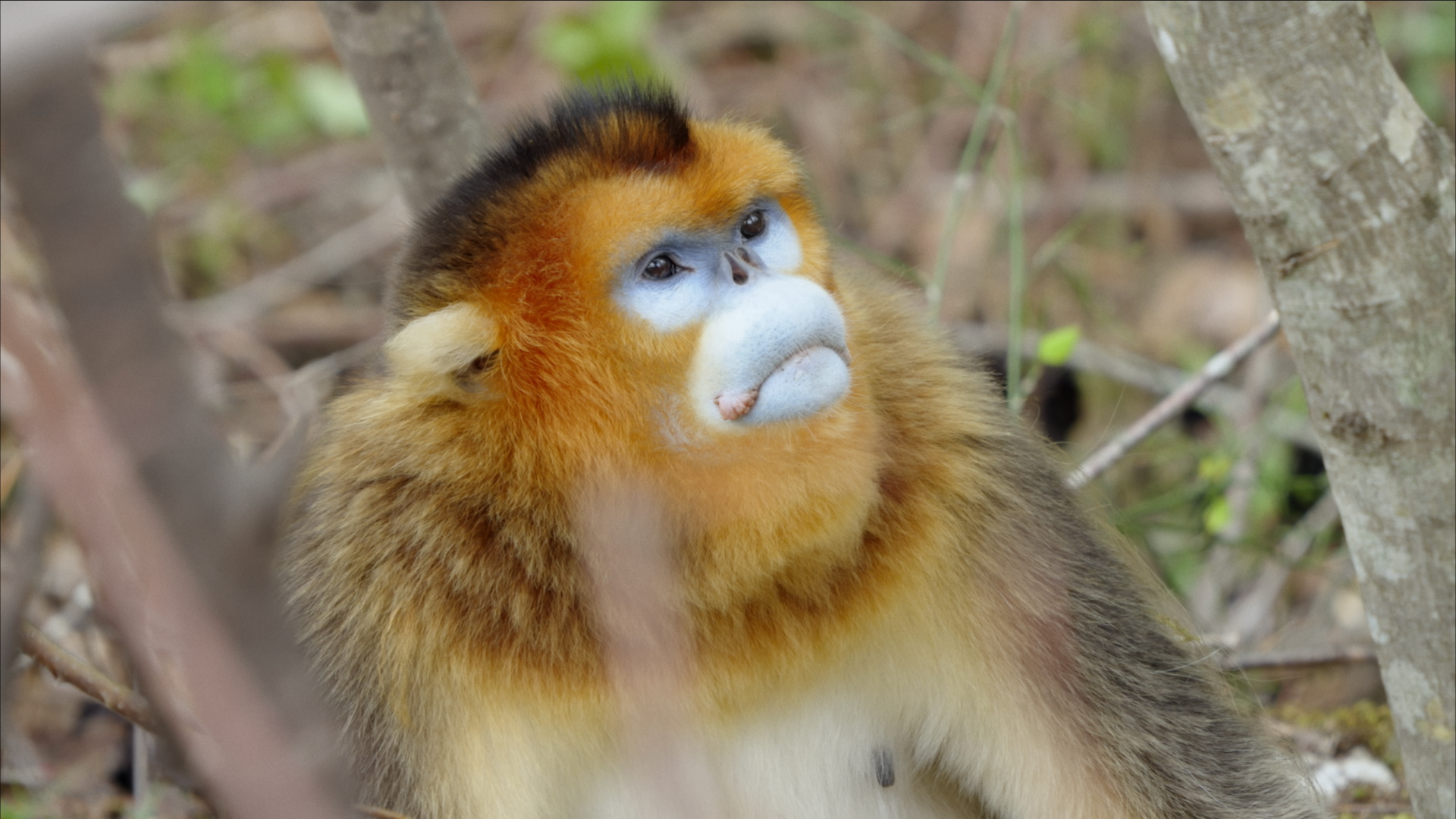 （转载）《生态秘境》总撰稿张海龙：像苏东坡那样感受生态秘境