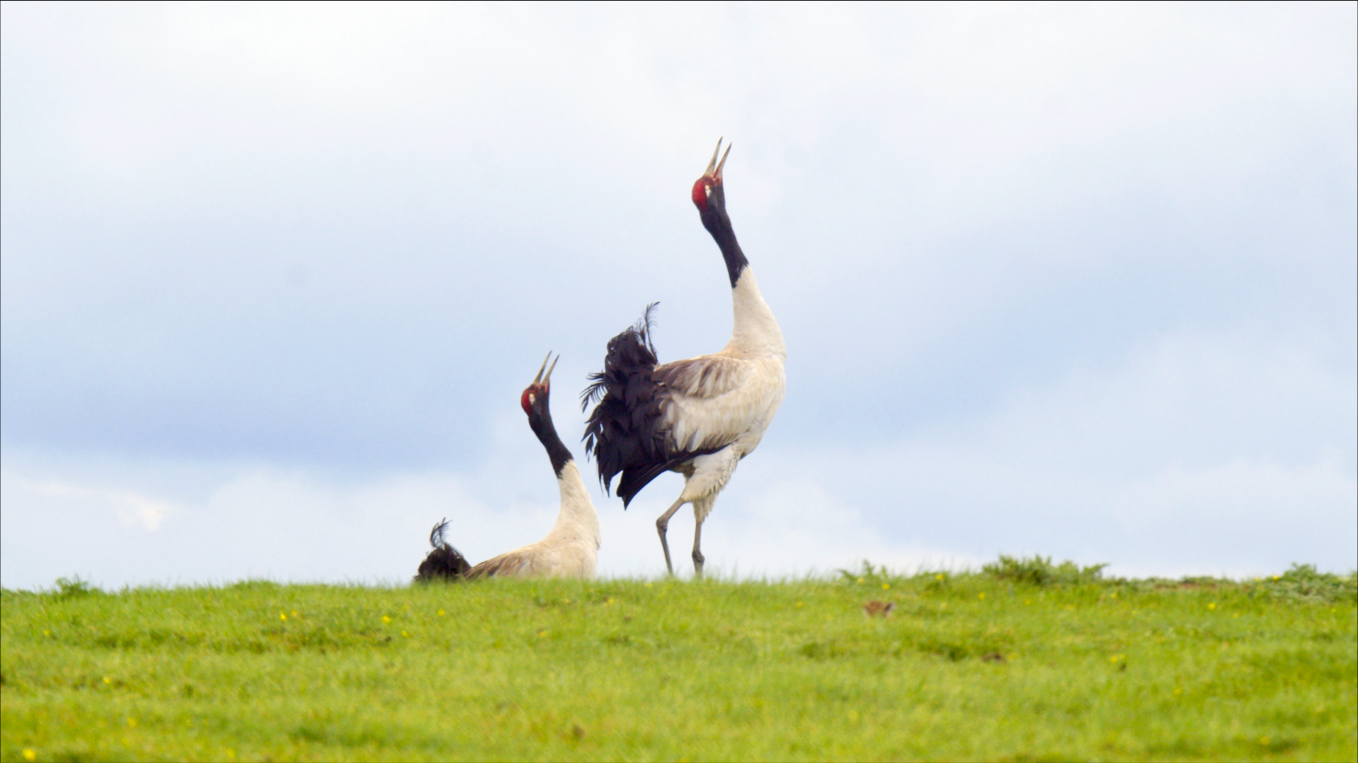 （转载）《生态秘境》总撰稿张海龙：像苏东坡那样感受生态秘境