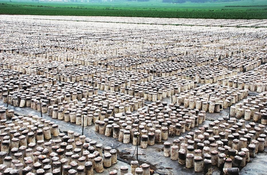 遼源市加快六大特色農業産業發展_fororder_微信圖片_20221027163856