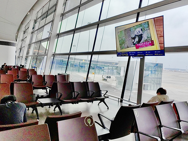 国际熊猫日 到成都天府国际机场也可看“熊猫”_fororder_天府机场候机室-供图-成都大熊猫繁育研究基地