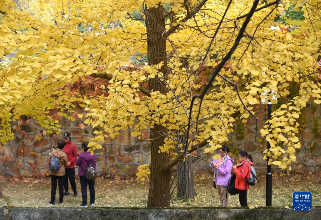 圆明园秋意盎然